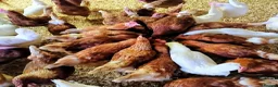 Chickens poultry for sale: Ex commercial laying hens brown and white stars - Advert 1