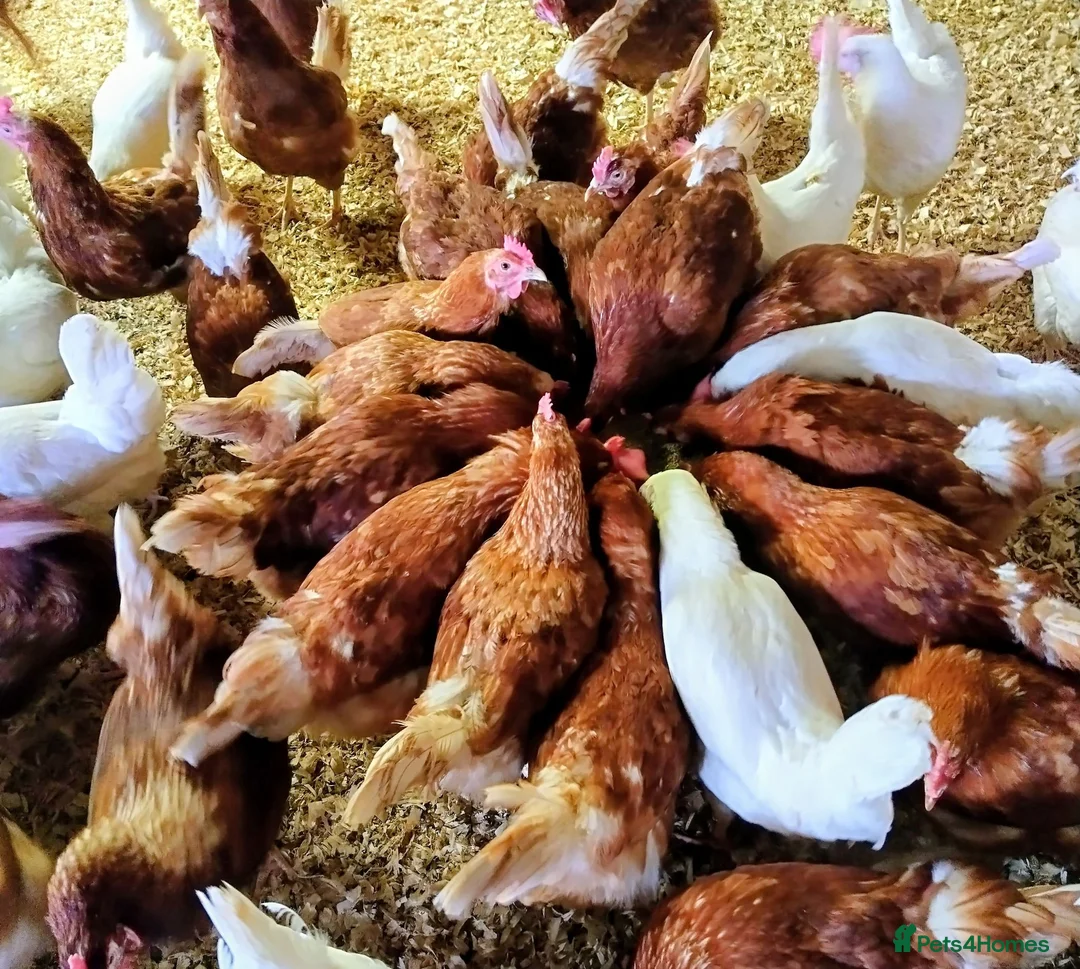 Chickens poultry for sale: Ex commercial laying hens brown and white stars - Advert 1