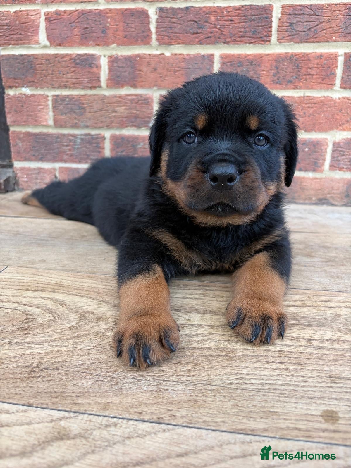 Rottweiler dogs High Quality Large Rottweiler Puppies  - Advert 4