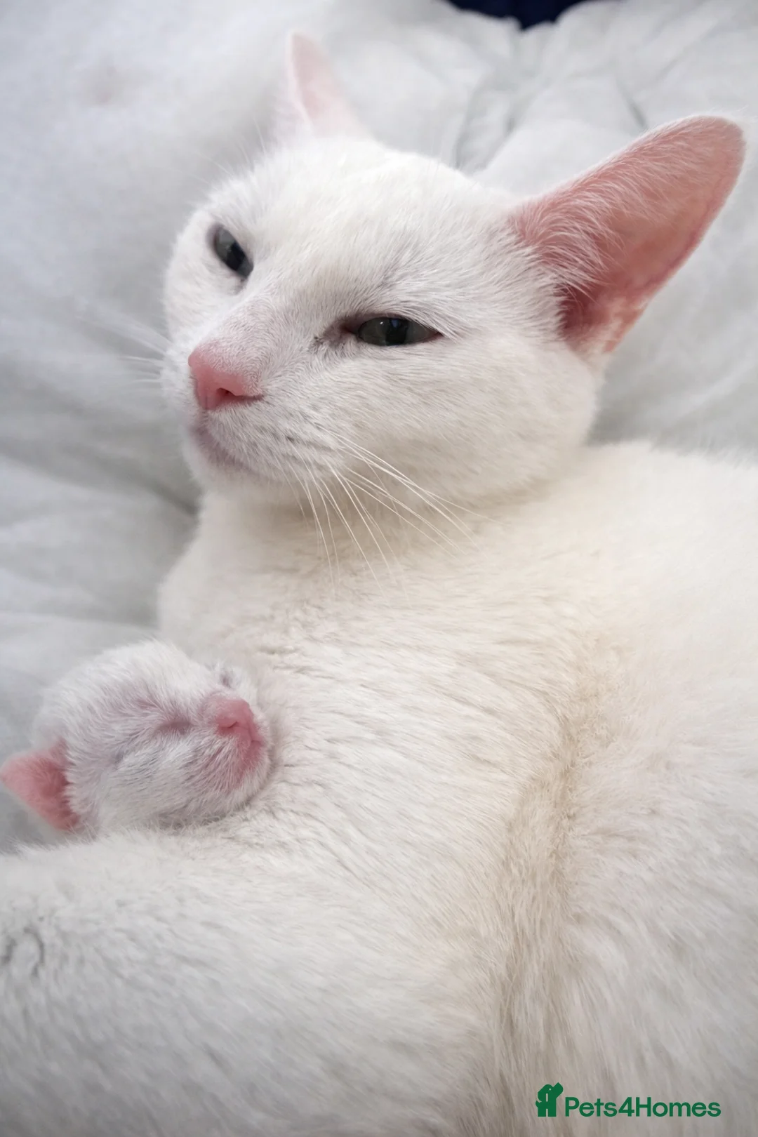 Mixed Breed cats for sale: Beautiful litter of 5 kittens calm and loving - Advert 1