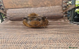 Guinea Pig rodents for sale: Beautiful ridgeback cross agouti breed  - Image 11