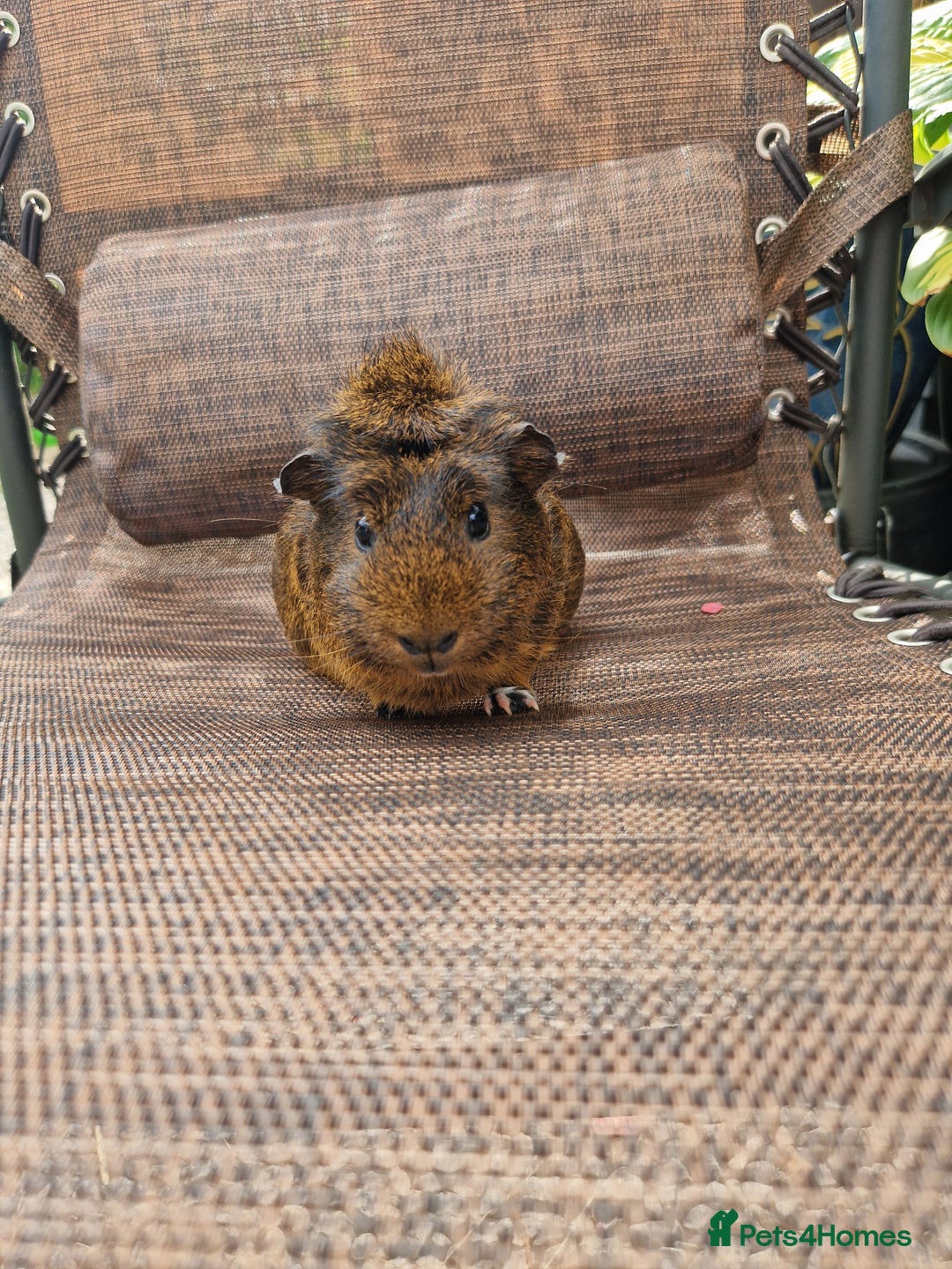 Guinea Pig rodents for sale: Beautiful ridgeback cross agouti breed  - Image 11