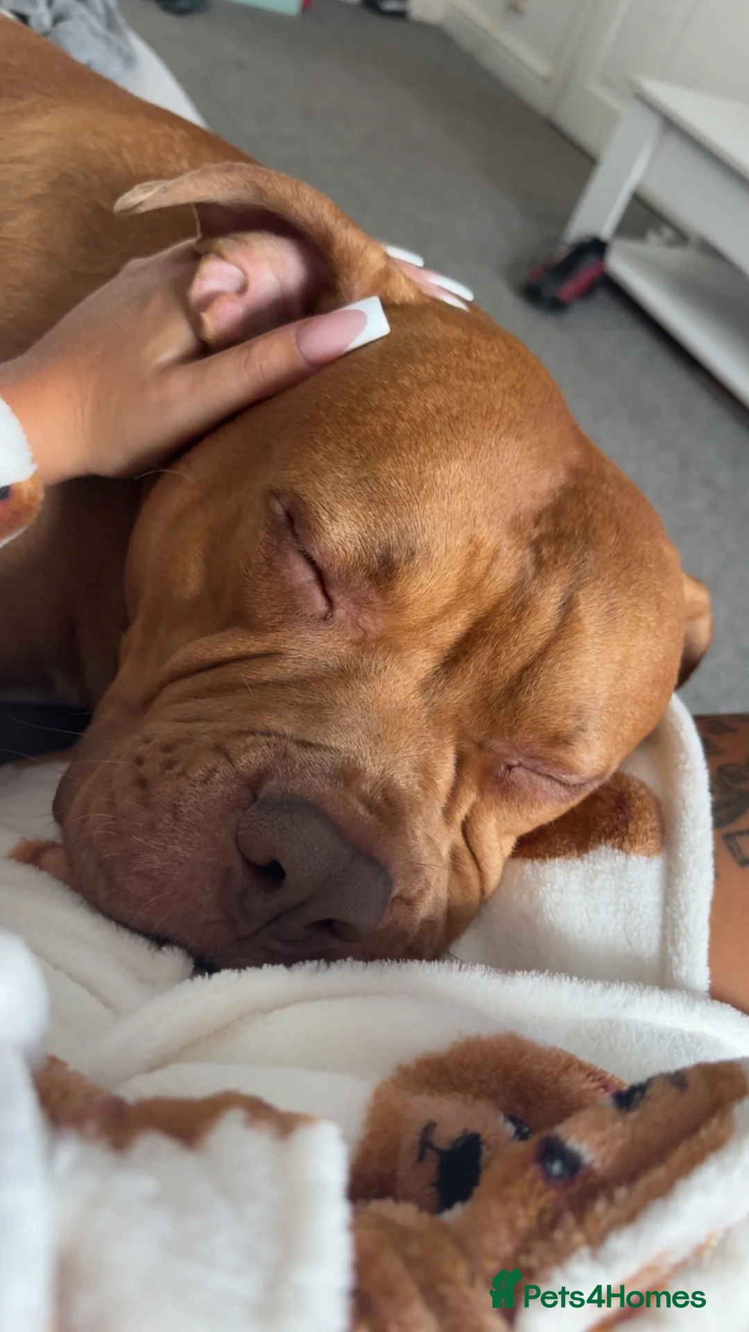 American Bulldog dogs for sale: American bulldog diesel  in Worksop - Advert 2