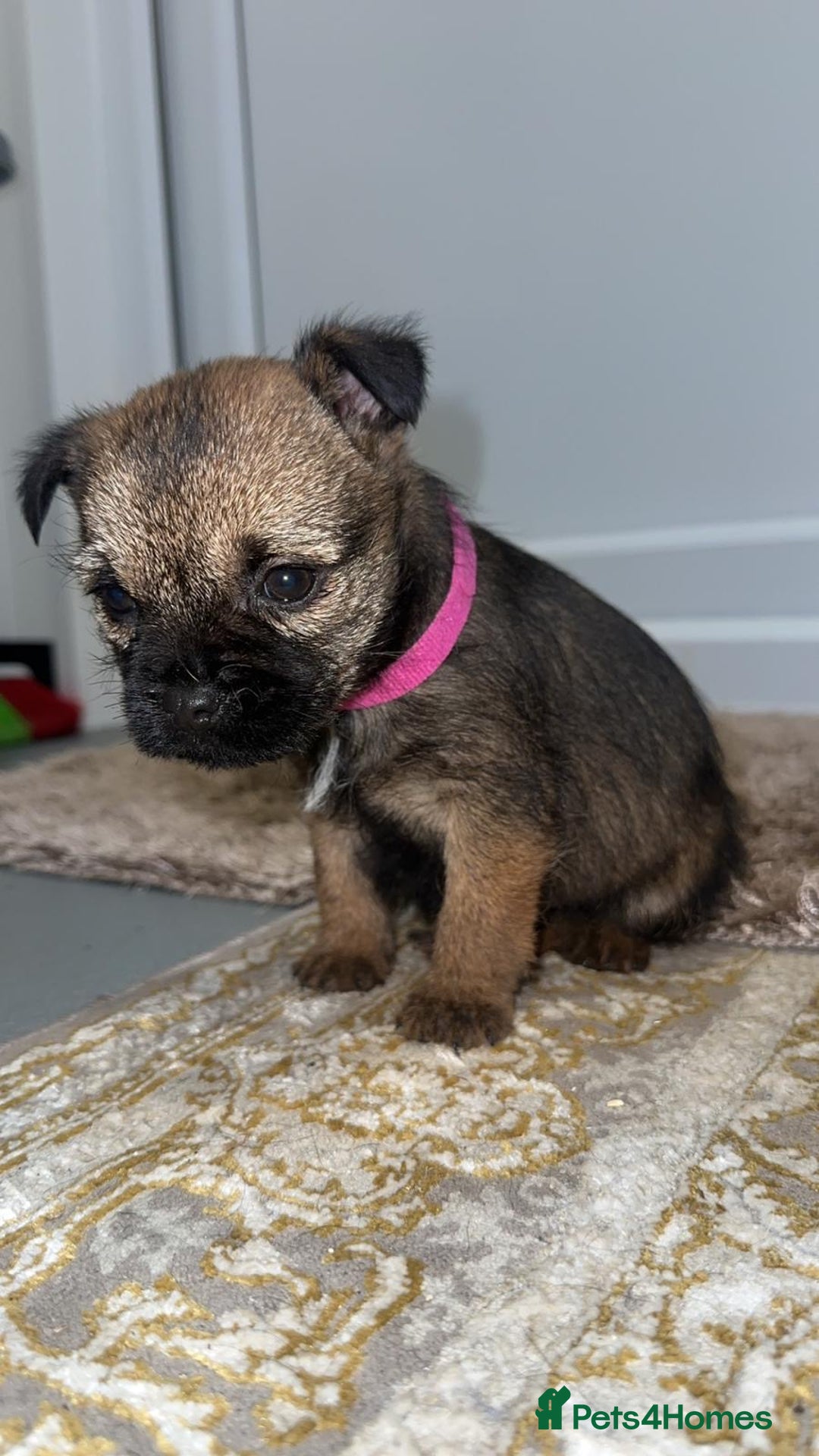 Border Terrier dogs for sale: Kc registered Border  terrier puppies - Advert 6