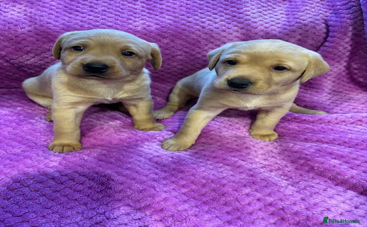 Labrador Retriever dogs KC REGISTERED DNA TESTED LABRADOR PUPPIES - Advert 15