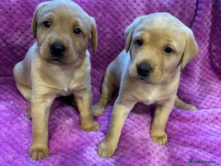 Labrador Retriever dogs KC REGISTERED DNA TESTED LABRADOR PUPPIES - Advert 10