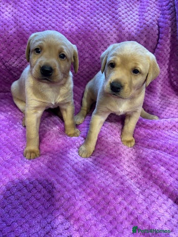 Labrador Retriever dogs KC REGISTERED DNA TESTED LABRADOR PUPPIES - Advert 15