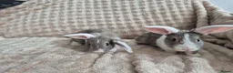 Mini Lop rabbits for sale: Mini lops beige / grey / black / white - Advert 6