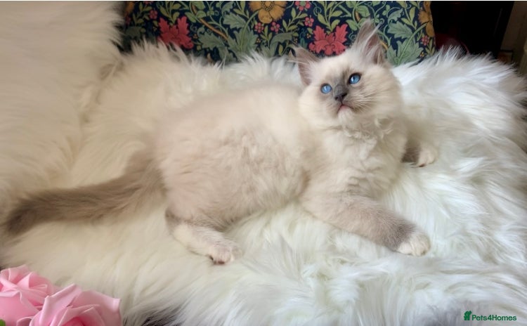 Ragdoll cats - Advert 3