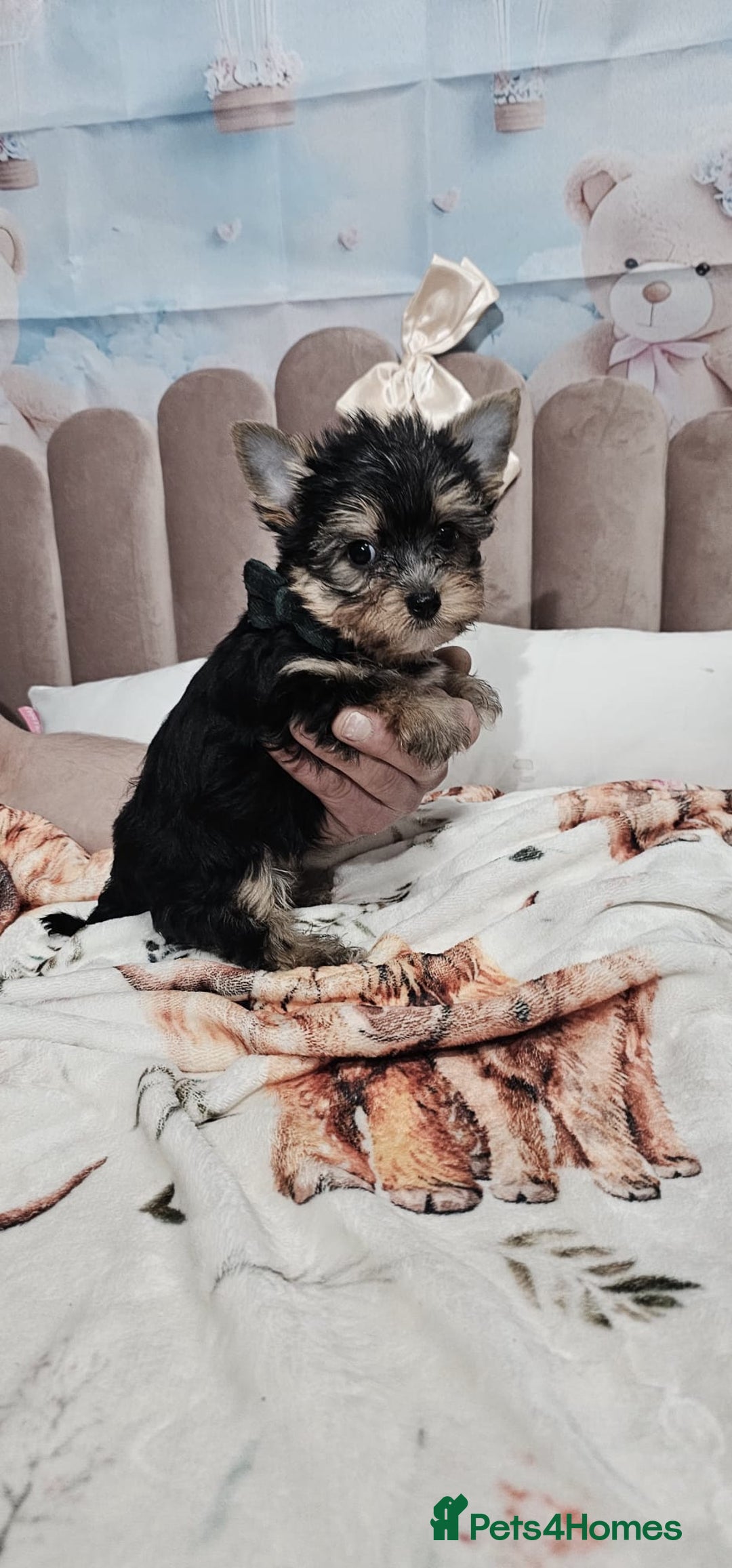 Yorkshire Terrier dogs for sale: Tiny miniature Yorkshire terriers - Advert 10
