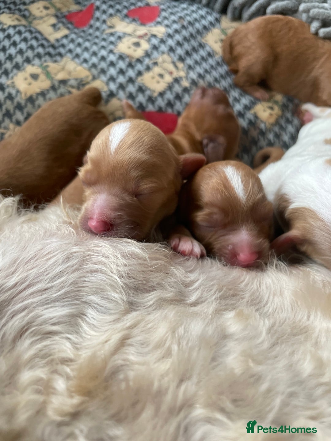 Mixed Breed dogs for sale: Beautiful Cavapoo puppies  - Image 8