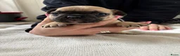 French Bulldog dogs for sale: French bulldog Puppies  - Advert 7