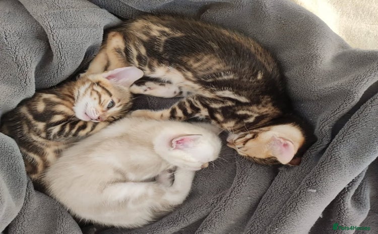 Bengal cats for sale in Bridport - Advert 14