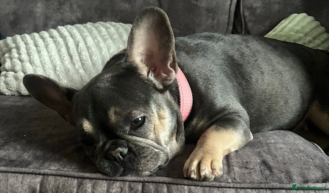 French Bulldog dogs for sale: 1 male and 2 female French Bulldogs for sale - Image 8