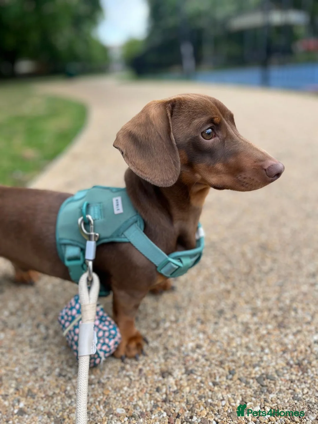 Miniature Dachshund dogs for stud: True miniature Dachshund  - Advert 2