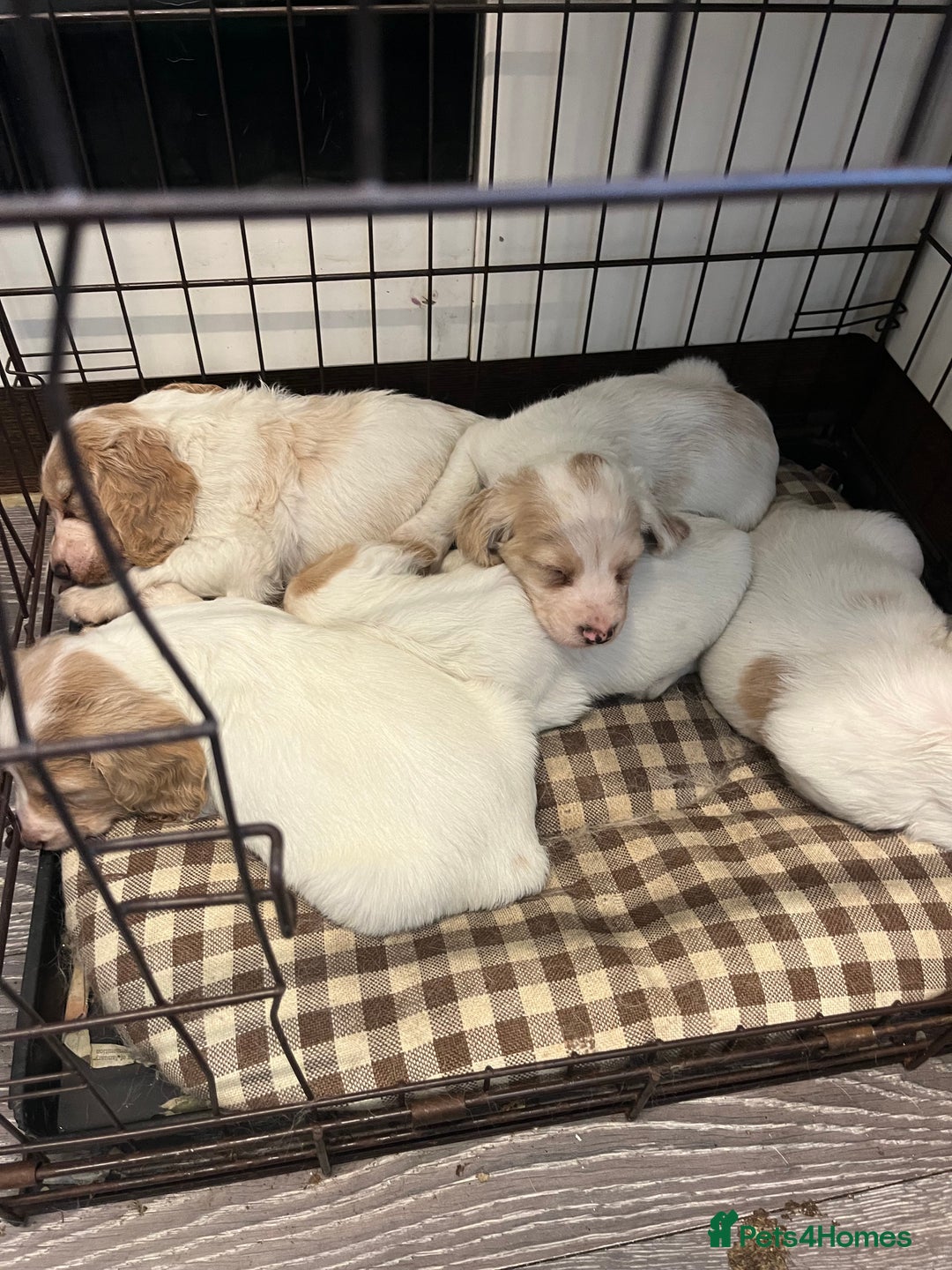 Cocker Spaniel dogs for sale: Working Cocker Spaniels - Image 6