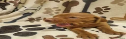Hungarian Vizsla dogs for sale: Hungarian Russet Gold Vizsla Puppies.Non KC. - Advert 14