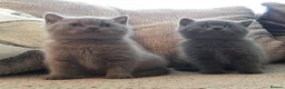 British Shorthair cats for sale: READY NOW / Adorable Blue kittens - Advert 19