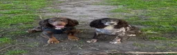 Cocker Spaniel dogs for sale: Working cocker spaniels, litter of 8. - Advert 9