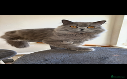 British Longhair cats for sale: Beautiful kittens  - Image 4