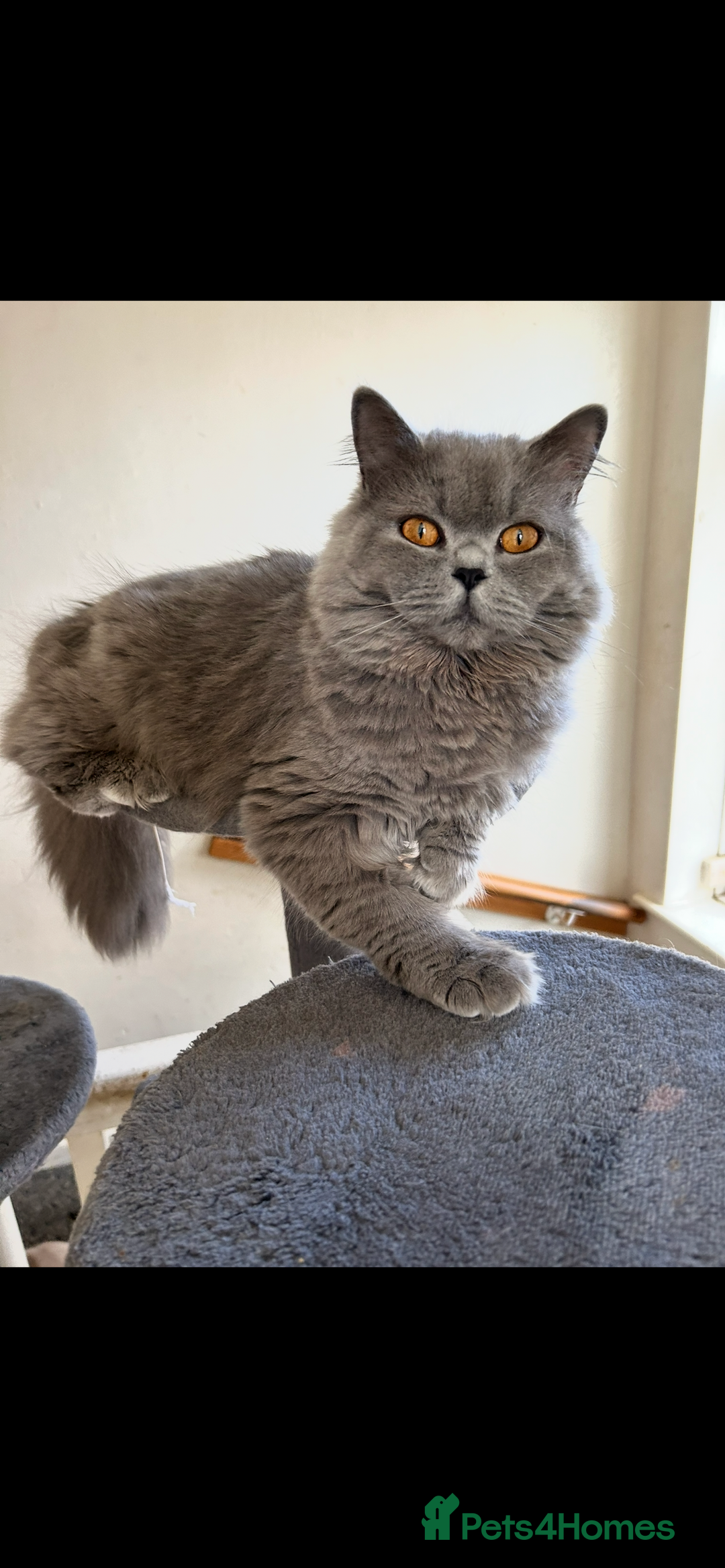 British Longhair cats for sale: Beautiful kittens  - Image 4