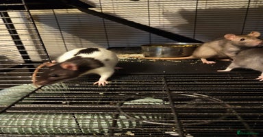 Rat rodents - Advert 5
