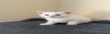 Kitten 3