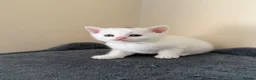 Mixed Breed cats for sale: Ragdoll Mix × 100% British Shorthair Kittens in Sutton - Advert 8