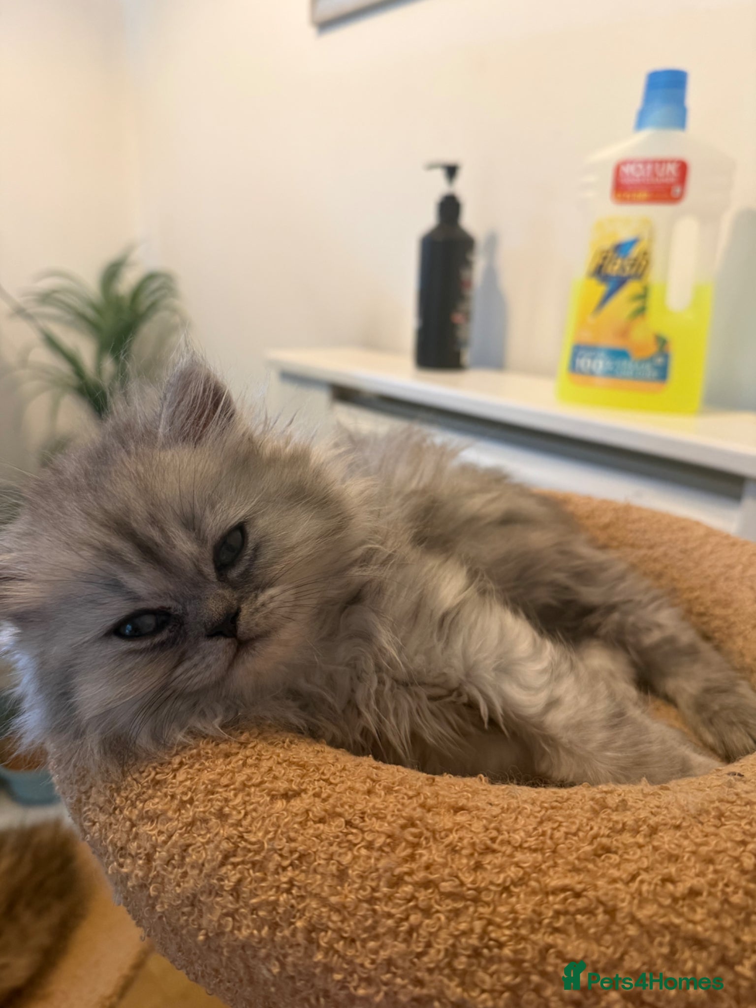 Persian cats Persian chinchilla kittens x3 males for sale  - Advert 11