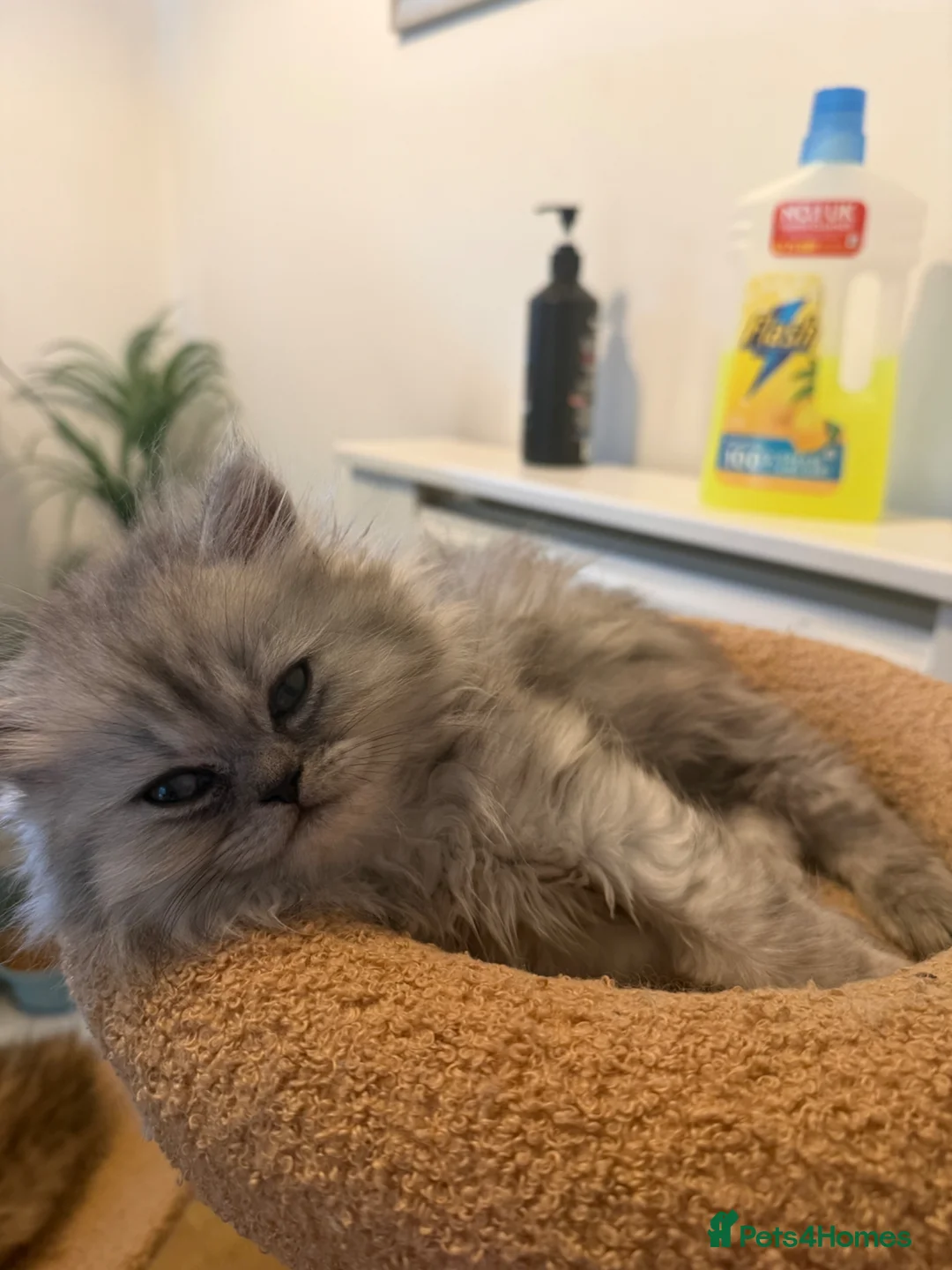 Persian cats for sale: Persian chinchilla kittens x3 males for sale  - Advert 1