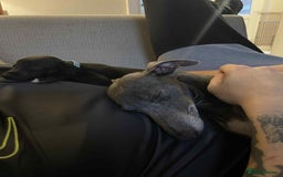 Whippet dogs for sale: 6 stunning whippet puppies  - Image 15