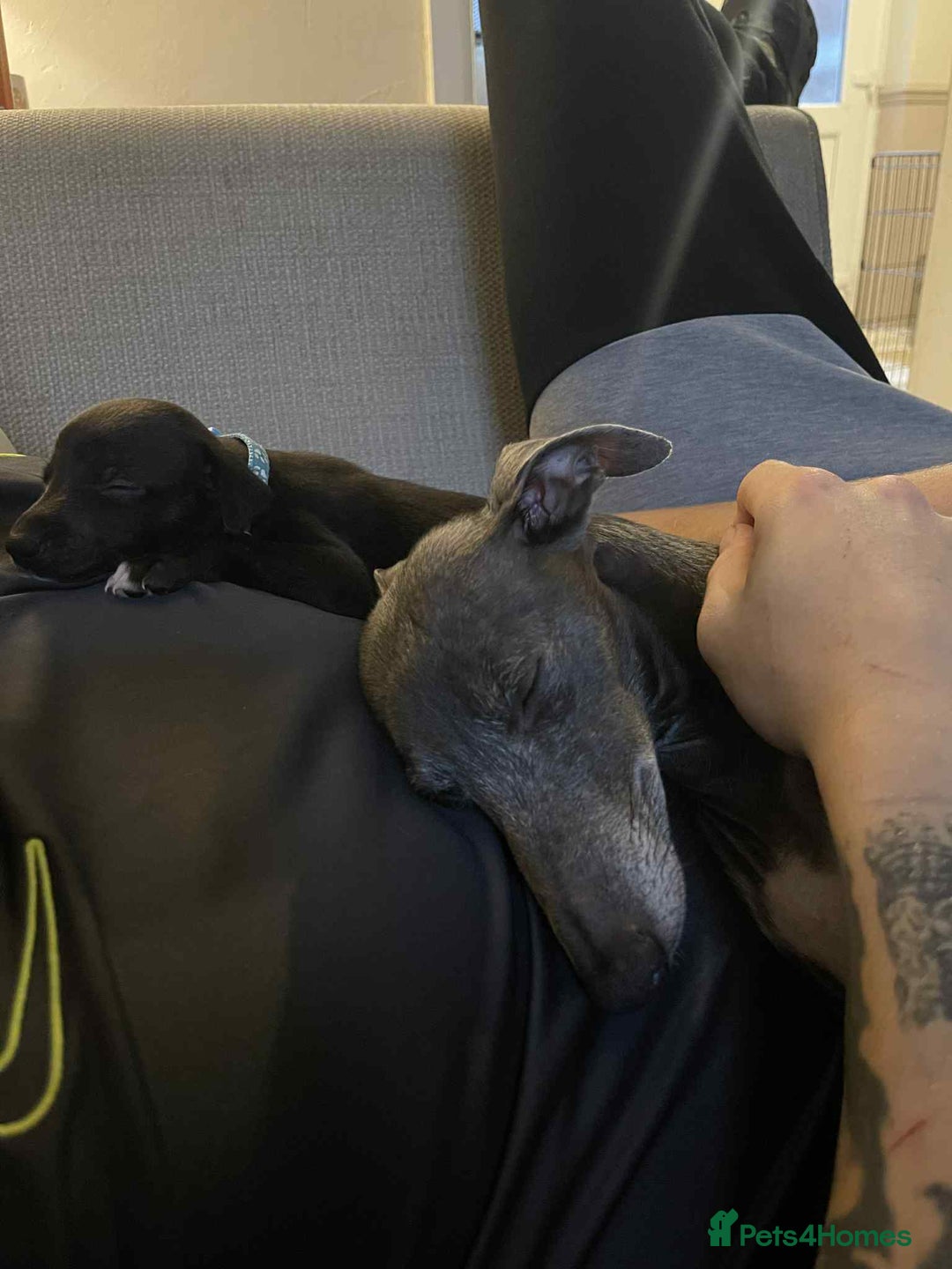 Whippet dogs for sale: 6 stunning whippet puppies  - Image 15