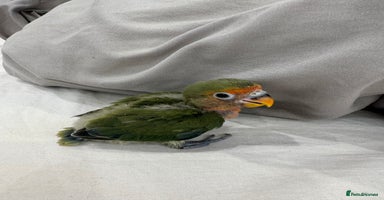Lovebirds birds - Advert 6