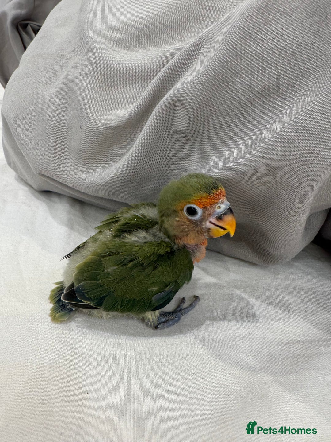 Lovebirds birds for sale: Hand-Reared Baby Peach-Faced Lovebird - Image 2