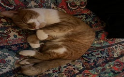British Shorthair cats for sale: Ginger Boy Needs A New Home - Image 7