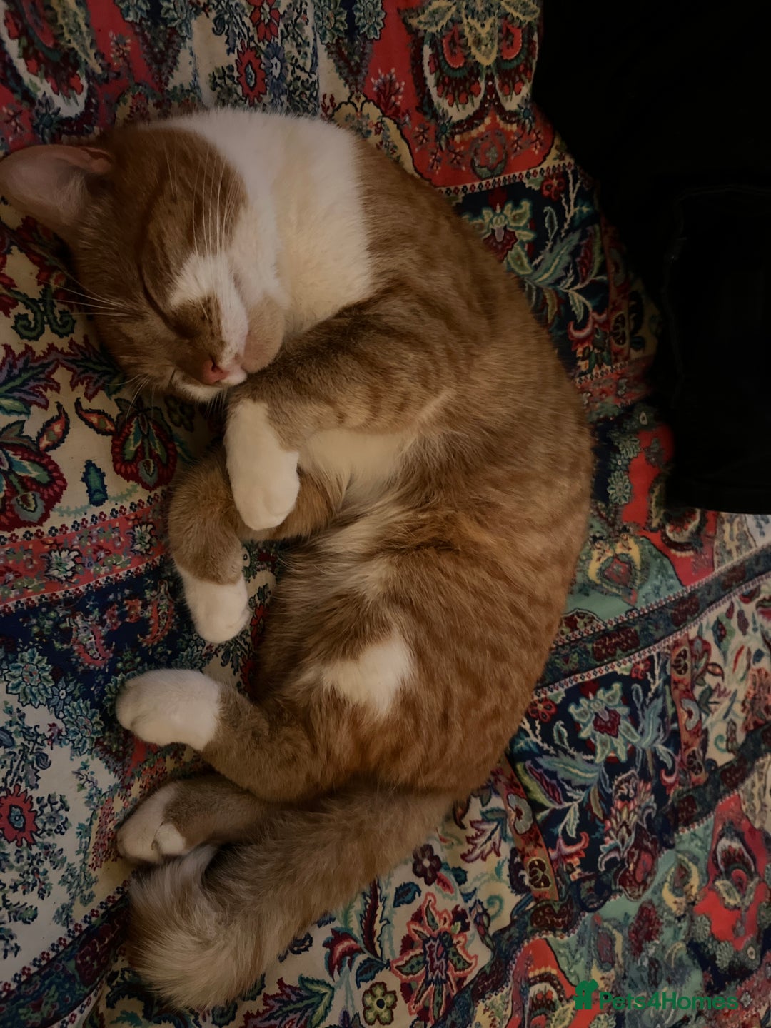 British Shorthair cats for sale: Ginger Boy Needs A New Home - Image 7