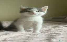 Ragdoll cats for sale: Ragdoll X Maine Coon Kittens  - Image 10