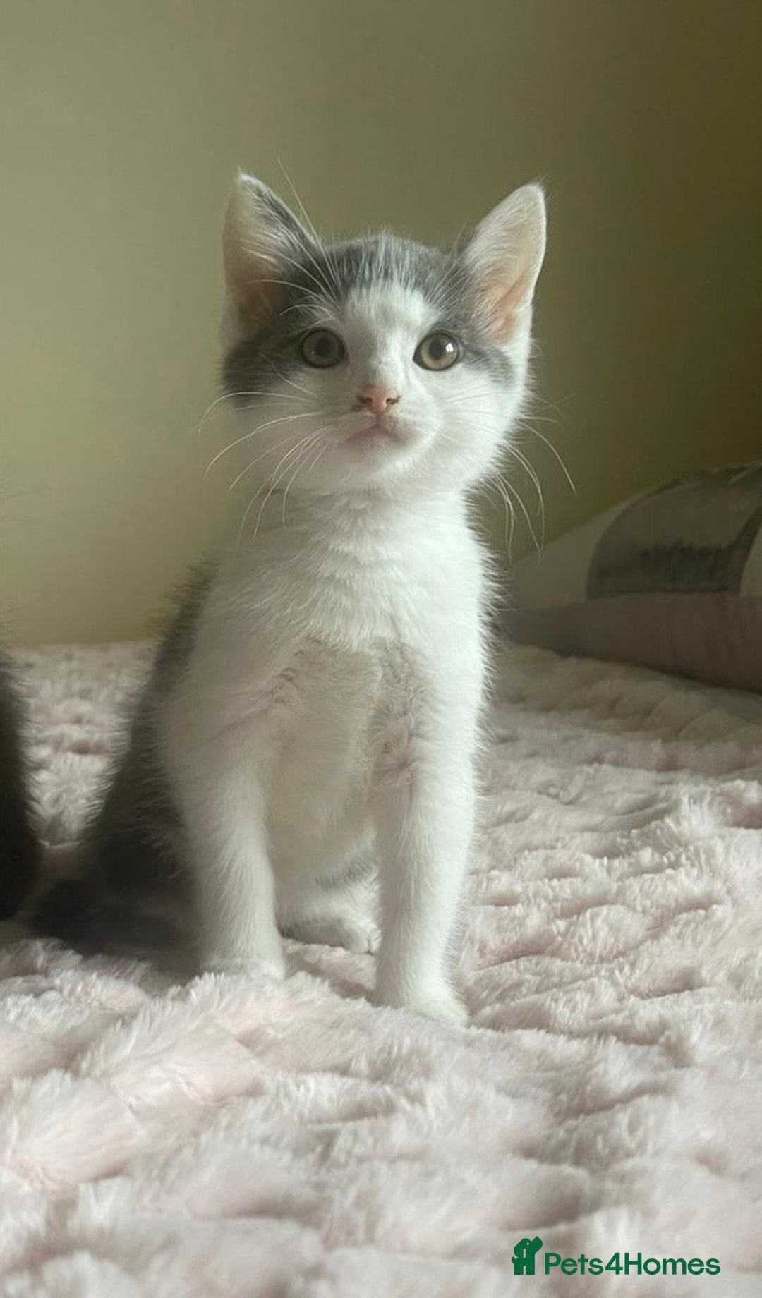Ragdoll cats for sale: Ragdoll X Maine Coon Kittens  - Image 10