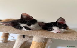 Oriental cats for sale: The Cutest Babies Hand Reared From 2 Weeks - Image 25