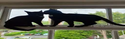Domestic Shorthair cats for sale: Bonded pair of indoor girl cats - together only - Advert 7