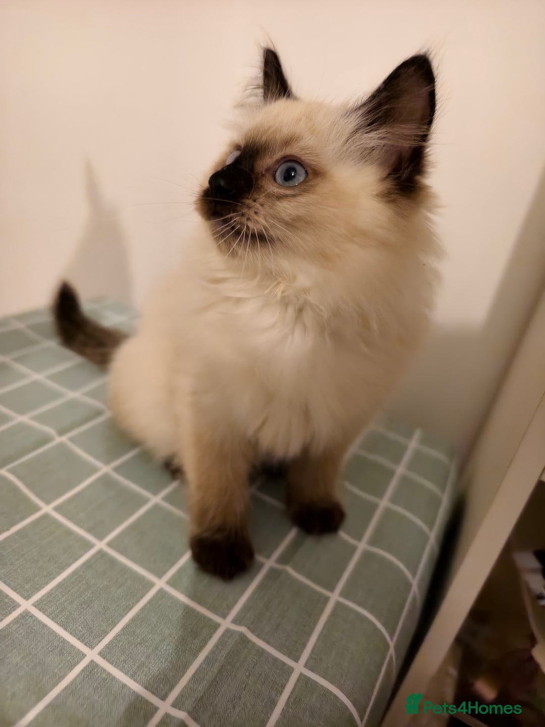 Ragdoll cats for sale: Beautiful Seal Point Ragdoll Kittens – for sale - Advert 16