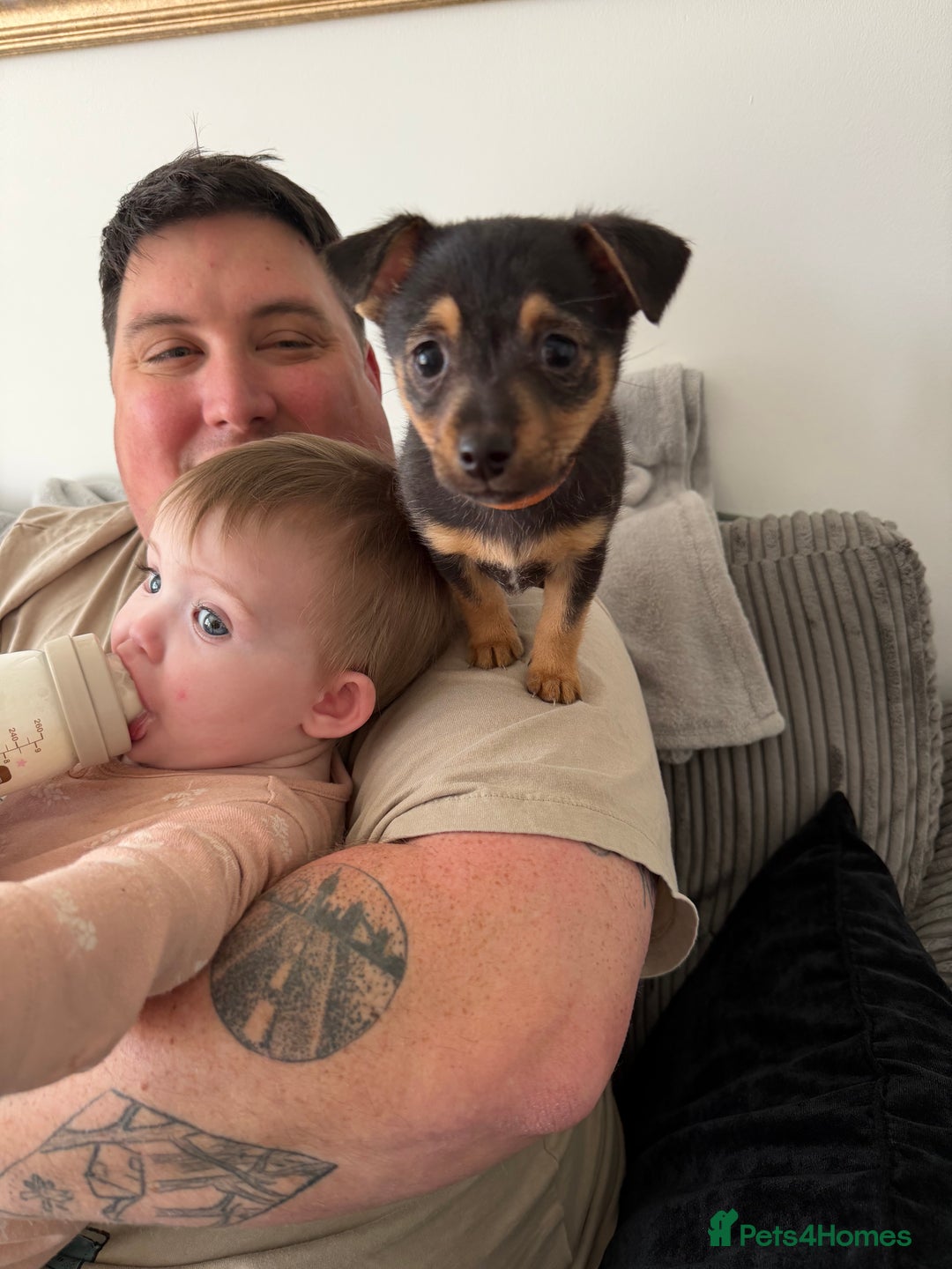 Mixed Breed dogs for sale: Lila  - Advert 4