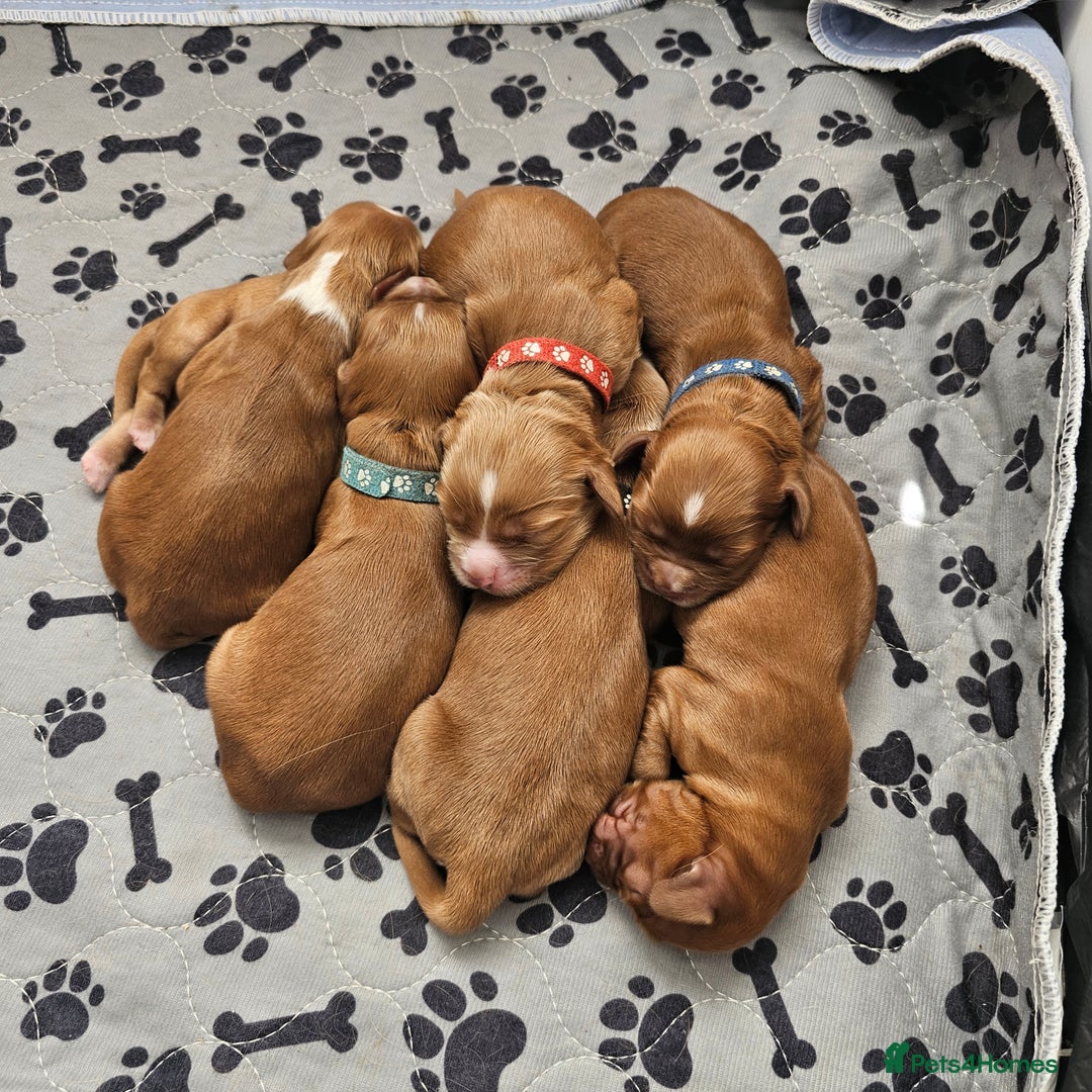 Mixed Breed dogs for sale: Cockalier/Springer Spaniel puppies ready for you! in London - Image 2