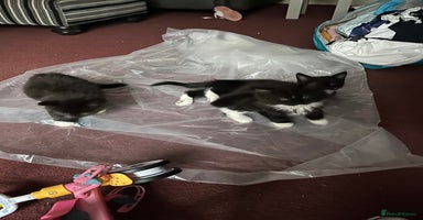 Mixed Breed cats - Advert 2