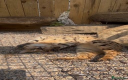 Savannah cats for sale: F2 Savannah cat - Image 4