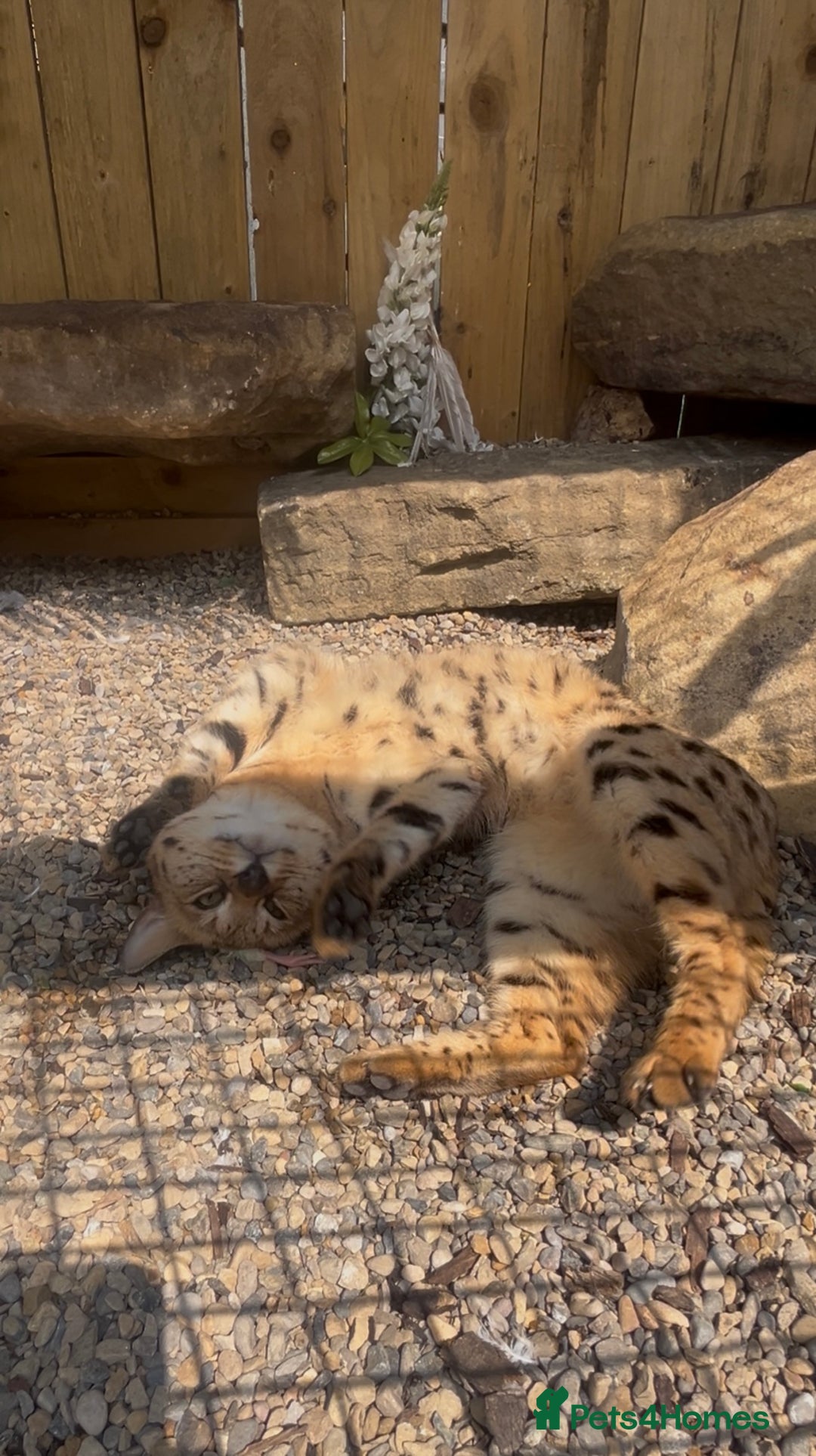 Savannah cats for sale: F2 Savannah cat - Image 4