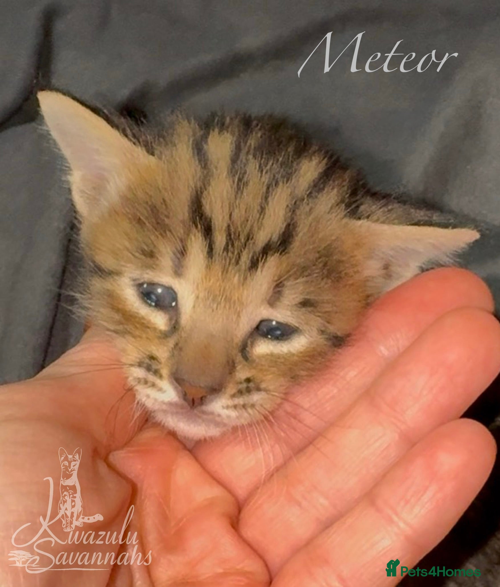 Savannah cats Excellent Quality Tica Registered Purebred kittens - Advert 5