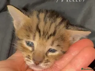 Savannah cats Excellent Quality Tica Registered Purebred kittens - Advert 5