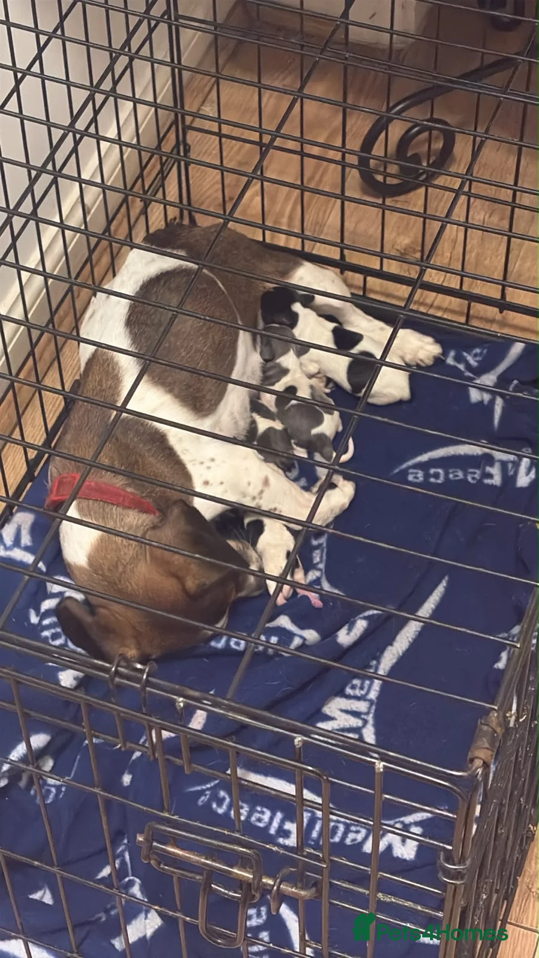 Mixed Breed dogs for sale: Cross bred dachshund  - Advert 11