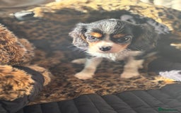 Cavalier King Charles Spaniel dogs for sale: 2 beautiful cavalier King Charles  - Image 9
